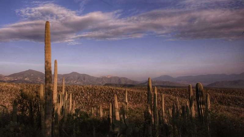 Vista de una parte la reserva de la Biósfera Tehuacán-Cuicatlán desde la zona alta de esta comunidad. (Andrés Lobato)