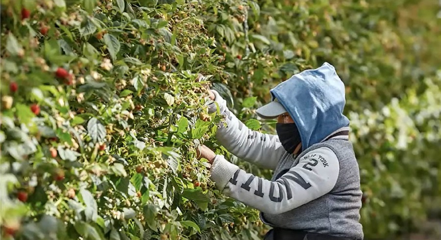 En los últimos cinco años la agroexportación logró un superávit de 12 mil millones de dólares en la balanza comercial. (Especial)