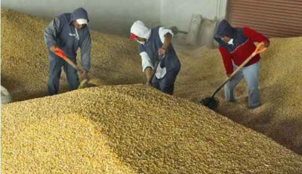 En general, los granos básicos reportaron un incremento, pero sólo de maíz las compras son 16.9 por ciento más que el año pasado. Foto José Carlo González / Archivo