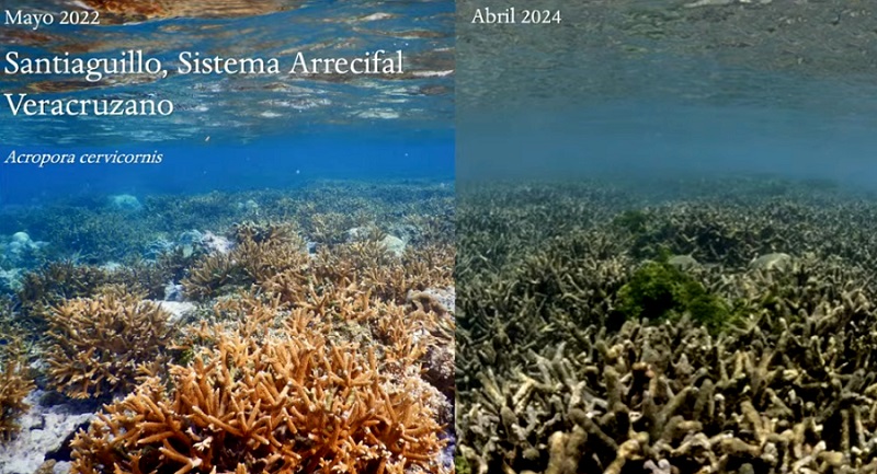 El biólogo marino Lorenzo Álvarez Filip dictó una conferencia sobre el cambio climático y sus efectos en los corales y arrecifes, como parte de las actividades del LNCBioCC. (UNAM)