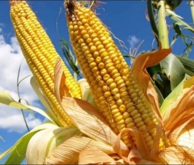 México es un comprador clave del cereal amarillo de EU, aunque ambos países están en disputa por el comercio del grano. Foto La Jornada