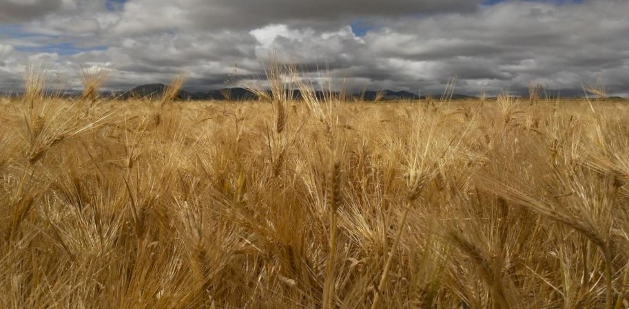 La cervecera trasnacional Heineken, ubicada en Rafael Lara Grajales, Puebla, pretende pagar menos por la tonelada del grano; el desajuste en los precios afecta a más de 14 mil productores de cebada en nueve entidades del país. (Archivo)