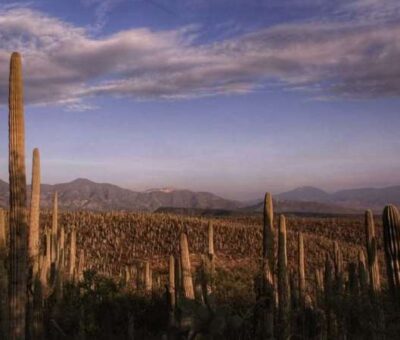 Vista de una parte la reserva de la Biósfera Tehuacán-Cuicatlán desde la zona alta de esta comunidad. (Andrés Lobato)