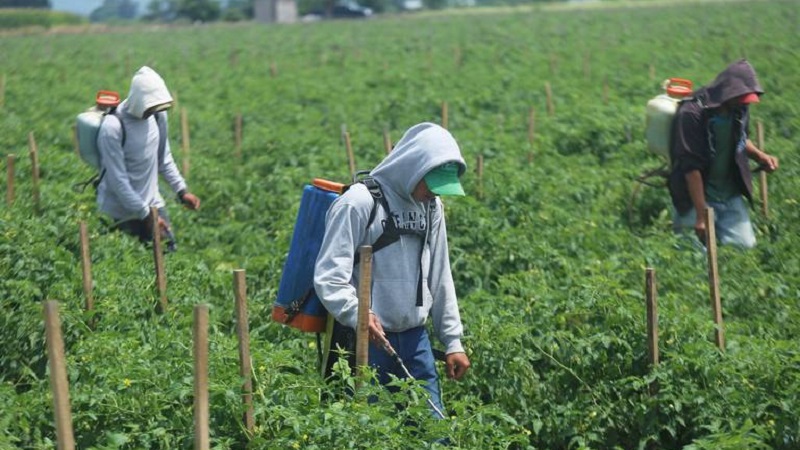 El glifosato se utiliza para eliminar malezas en los cultivos / Foto: Archivo Cuartoscuro