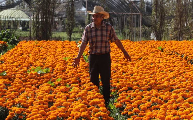 Los productores ya se encuentran listos para la venta de flores de cempasúchil, emblemáticas del Día de Muertos. Foto: Cuartoscuro