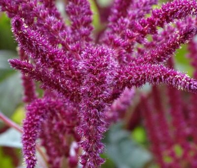 El amaranto (Especial)