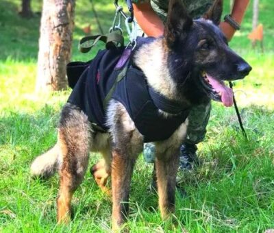 En Turquía, fallece Proteo, perro rescatista de la Sedena. (Especial)