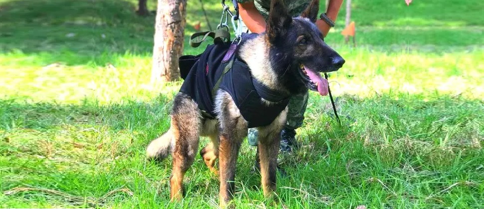 En Turquía, fallece Proteo, perro rescatista de la Sedena. (Especial)