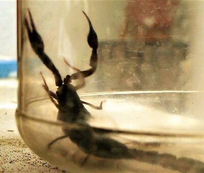 Desarrollan en la UNAM antivenenos a partir de toxinas de alacranes peligrosos. (Puebl@Media)