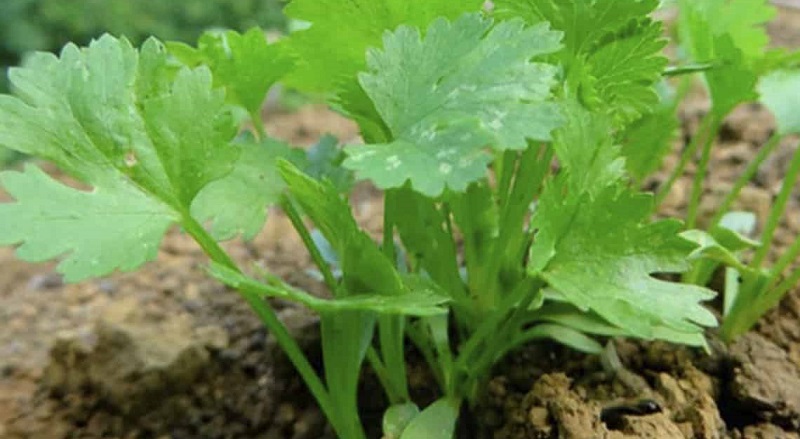 Investigadores BUAP contribuyen a lograr la inocuidad en la producción de cilantro en Puebla. (EFE)