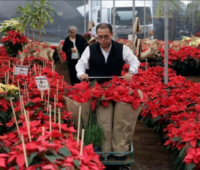 Un hombre transporta varias plantas de poinsettia, o flor de noche buena, en el Vivero Xalpatlaco, en Atlixco, este miércoles. HILDA RÍOS (EFE)