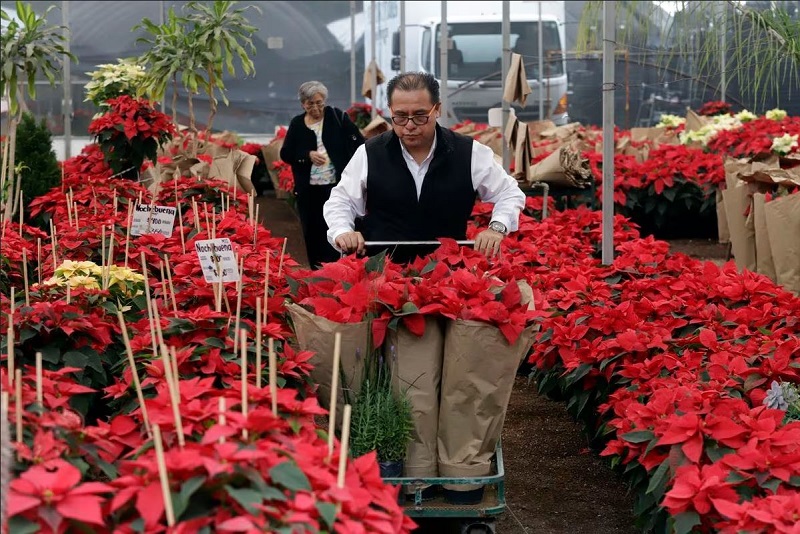 Un hombre transporta varias plantas de poinsettia, o flor de noche buena, en el Vivero Xalpatlaco, en Atlixco, este miércoles. HILDA RÍOS (EFE)