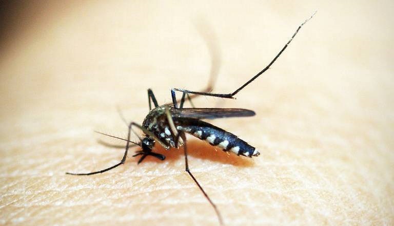 Dengue, los municipios que presentan más casos en Puebla. (Archivo)
