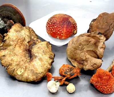 Los hongos silvestres, nutritivos como la carne, el pescado o el pollo. (BUAP)