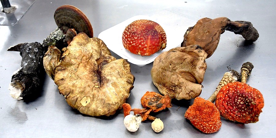 Los hongos silvestres, nutritivos como la carne, el pescado o el pollo. (BUAP)