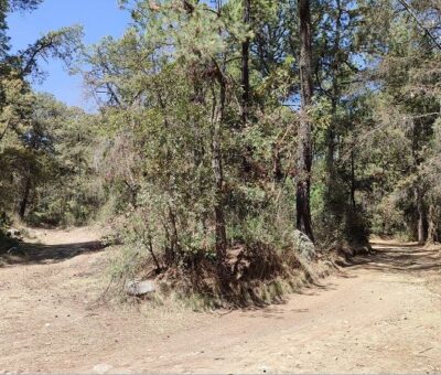 La madera, a merced de los talamontes en Puebla. (Archivo)