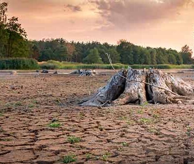 Desertificación pone en peligro a selvas, bosques templados y otros ecosistemas. (Archivo)