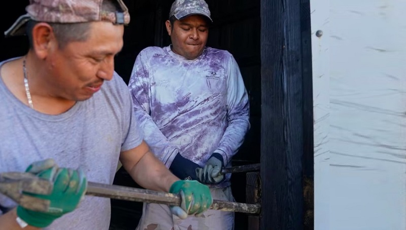 Dos trabajadores migrantes de Veracruz (México) trabajan en una granja en Kentucky, en marzo de 2024.JOSHUA A. BICKEL (AP)