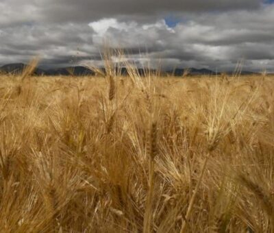 La cervecera trasnacional Heineken, ubicada en Rafael Lara Grajales, Puebla, pretende pagar menos por la tonelada del grano; el desajuste en los precios afecta a más de 14 mil productores de cebada en nueve entidades del país. (Archivo)