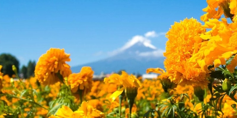 Puebla produce 75 % de flor de cempasúchil; primer lugar nacional. Foto Archivo