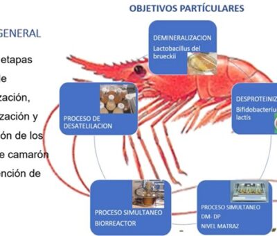 El quitosano se utiliza en formulación de geles para terapia celular; también para elaborar andamiajes y cultivos de células. (UNAM)