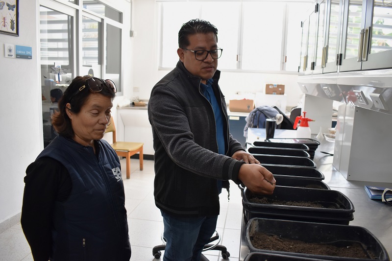 El ICUAP estudia el comportamiento biológico de la plaga conocida como “gallina ciega”, para su control. (BUAP).