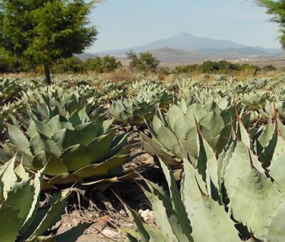 Con estrategias biotecnológicas, investigadores BUAP buscan fortalecer la producción de agave mezcalero en Puebla. (BUAP)