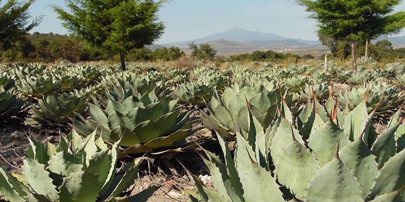 Con estrategias biotecnológicas, investigadores BUAP buscan fortalecer la producción de agave mezcalero en Puebla. (BUAP)