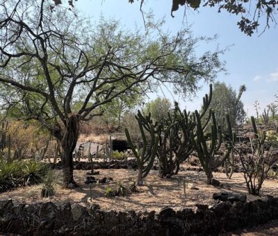 Jardín Botánico de la UNAM, resguarda más de mil seiscientas especies de plantas. (Especial)