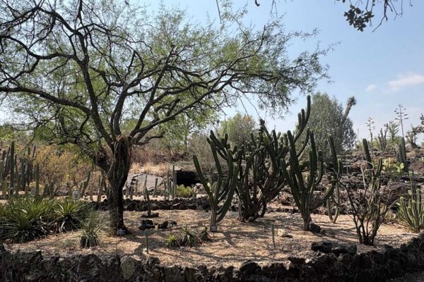 Jardín Botánico de la UNAM, resguarda más de mil seiscientas especies de plantas. (Especial)