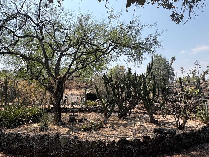 Jardín Botánico de la UNAM, resguarda más de mil seiscientas especies de plantas. (Especial)