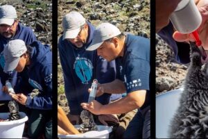Sobrevivencia de aves marinas en riesgo por contaminación y depredadores. (UNAM)