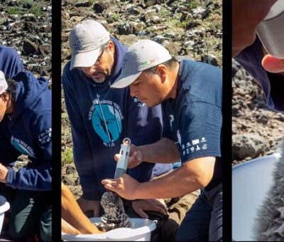 Sobrevivencia de aves marinas en riesgo por contaminación y depredadores. (UNAM)