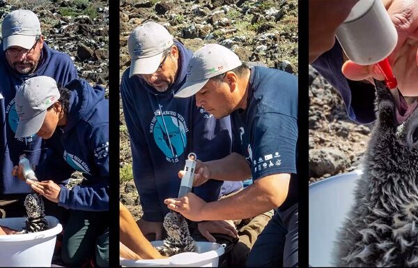Sobrevivencia de aves marinas en riesgo por contaminación y depredadores. (UNAM)