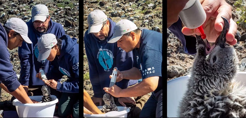 Sobrevivencia de aves marinas en riesgo por contaminación y depredadores. (UNAM)