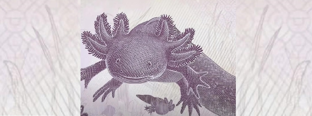 Más de 12 millones de pesos están guardados en México por un billete de 50 pesos con ajolote que muchos consideran un tesoro. (Especial)
