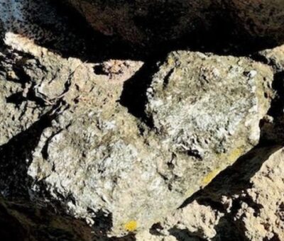 INAH Puebla conserva fósiles de gliptodonte y otras especies descubiertos en San Sebastián Villanueva. INAH