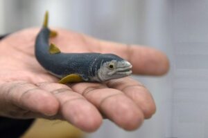 Laboratorio de Paleobiología de la BUAP, evidencia de vida del pasado para interpretar el presente y vislumbrar un futuro. Fotos: BUAP