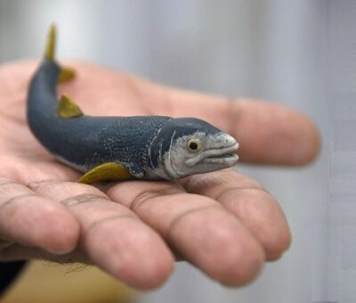 Laboratorio de Paleobiología de la BUAP, evidencia de vida del pasado para interpretar el presente y vislumbrar un futuro. Fotos: BUAP