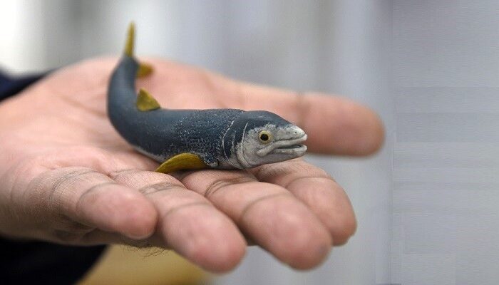 Laboratorio de Paleobiología de la BUAP, evidencia de vida del pasado para interpretar el presente y vislumbrar un futuro. Fotos: BUAP
