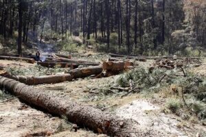 Municipios poblanos con tala ilegal pierden 518 hectáreas de bosque: GFW