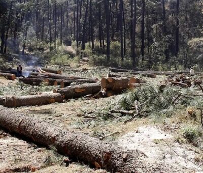 Municipios poblanos con tala ilegal pierden 518 hectáreas de bosque: GFW
