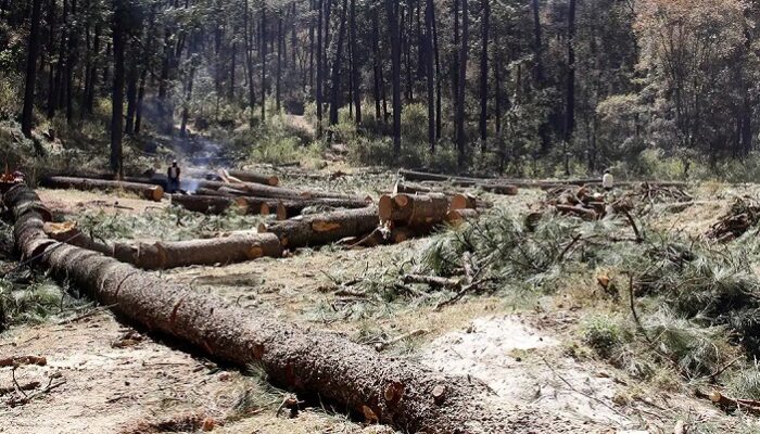 Municipios poblanos con tala ilegal pierden 518 hectáreas de bosque: GFW