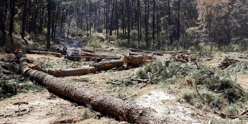 Municipios poblanos con tala ilegal pierden 518 hectáreas de bosque: GFW