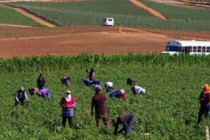 Jornaleros en los campos agrícolas del Valle de San Quintín, Baja California. Foto Édgar Lima / 'La Jornada Baja California'