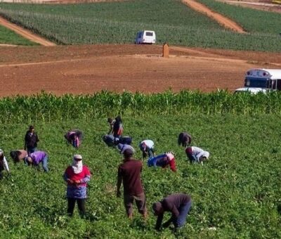 Jornaleros en los campos agrícolas del Valle de San Quintín, Baja California. Foto Édgar Lima / 'La Jornada Baja California'