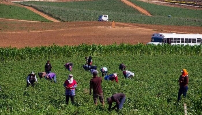 Jornaleros en los campos agrícolas del Valle de San Quintín, Baja California. Foto Édgar Lima / 'La Jornada Baja California'