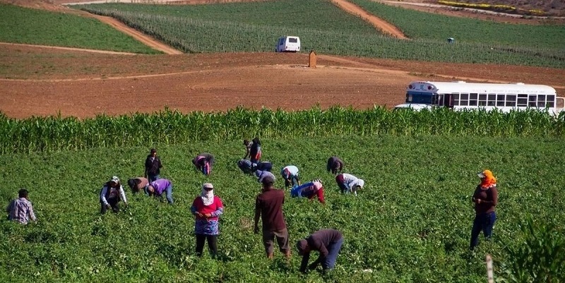 Jornaleros en los campos agrícolas del Valle de San Quintín, Baja California. Foto Édgar Lima / 'La Jornada Baja California'